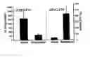 Fig. 01 - Methods for producing and using in vivo pseudotyped retroviruses using envelope glycoproteins from lymphocytic choriomeningitis virus (LCMV)