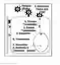 Fig. 01 - Pseudotyped viruses and methods for their use