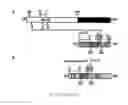 Fig. 28 - Pseudotyped viruses and methods for their use