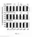 Fig. 34 - Pseudotyped viruses and methods for their use