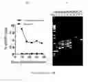 Fig. 40 - Pseudotyped viruses and methods for their use
