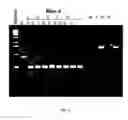 Fig. 44 - Pseudotyped viruses and methods for their use