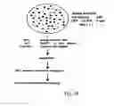 Fig. 46 - Pseudotyped viruses and methods for their use
