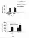 Fig. 04 - Promoters exhibiting endothelial cell specificity and methods of using same