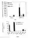 Fig. 06 - Promoters exhibiting endothelial cell specificity and methods of using same