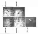 Fig. 43 - Promoters exhibiting endothelial cell specificity and methods of using same