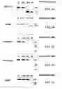Fig. 02 - Autoantigenic fragments, methods and assays