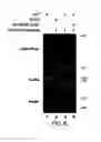 Fig. 07 - Autoantigenic fragments, methods and assays