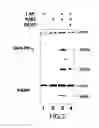 Fig. 08 - Autoantigenic fragments, methods and assays