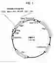 Fig. 02 - Anthrax antigenic compositions