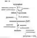 Fig. 08 - Monatin tabletop sweetener compositions and methods of making same