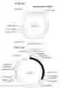 Fig. 02 - Phage display vector, phages encoded thereby, and methods of use thereof
