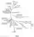Fig. 32 - Characterization of the earliest stages of the severe acute respiratory syndrome (SARS) virus and uses thereof