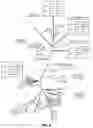 Fig. 33 - Characterization of the earliest stages of the severe acute respiratory syndrome (SARS) virus and uses thereof