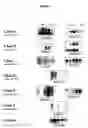 Fig. 02 - Dna sequences for human angiogenesis genes