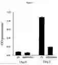 Fig. 06 - Dna sequences for human angiogenesis genes