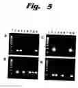 Fig. 06 - Assay for species sources