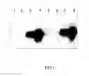 Fig. 04 - Harvest-inducible regulatory elements and methods of using same