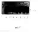 Fig. 05 - Harvest-inducible regulatory elements and methods of using same