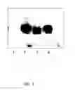 Fig. 06 - Harvest-inducible regulatory elements and methods of using same