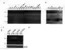 Fig. 03 - APRIL-A novel protein with growth effect