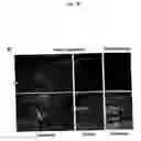 Fig. 04 - APRIL-A novel protein with growth effect