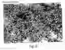 Fig. 06 - Rapid and sensitive detection of protein aggregation