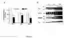 Fig. 02 - Methods for predicting relative efficacy of a beta blocker therapy based on a B1-adrenergic receptor polymorphism