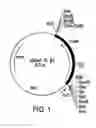 Fig. 02 - Mutant DNA polymerases and uses thereof