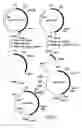 Fig. 09 - Mutant DNA polymerases and uses thereof