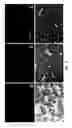 Fig. 03 - PTD-modified proteins