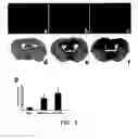 Fig. 06 - PTD-modified proteins