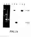 Fig. 93 - Polypeptides implicated in the expression of resistance to glycopeptides, in particular in Gram-positive bacteria, nucleotide sequence coding for these polypeptides and use for diagnosis