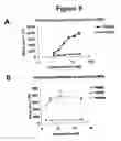 Fig. 09 - Fibroblast growth factor receptors and methods for their use