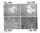 Fig. 43 - Fibroblast growth factor receptors and methods for their use