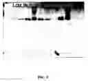 Fig. 09 - Methods and compositions for evaluation and modulation of fertility