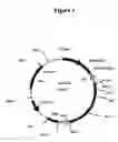 Fig. 02 - Process for the fermentative production of amino acids using bacteria in which OpcA gene expression is amplified