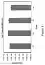 Fig. 05 - Method for the purification of alphavirus replicon particles