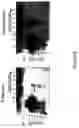 Fig. 07 - Method for the purification of alphavirus replicon particles