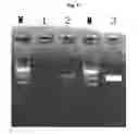 Fig. 10 - Apparatus and method for amplifying a polynucleotide