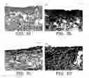 Fig. 04 - Application of electrical stimulation for functional tissue engineering in vitro and in vivo