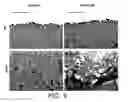 Fig. 10 - Application of electrical stimulation for functional tissue engineering in vitro and in vivo
