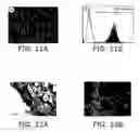 Fig. 12 - Application of electrical stimulation for functional tissue engineering in vitro and in vivo