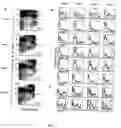 Fig. 02 - Method for culturing dendritic cells