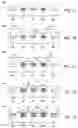 Fig. 09 - Selective plating of package terminals