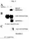 Fig. 02 - Drug for regenerating tissue and vessel and method therefor