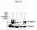 Fig. 22 - Drug for regenerating tissue and vessel and method therefor