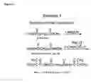 Fig. 02 - Degradable crosslinkers, and degradable crosslinked hydrogels comprising them