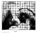 Fig. 09 - Composition and method for the treatment of eye disease