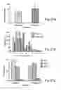 Fig. 20 - Methods of and compositions for inhibiting the proliferation of mammalian cells